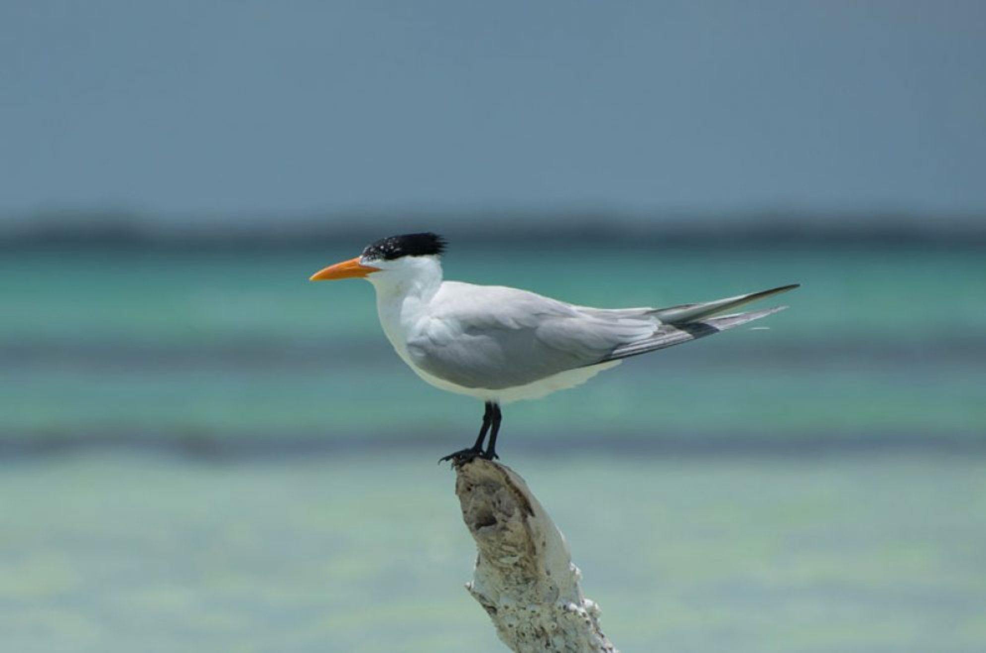 The British Virgin Islands Best of BVI